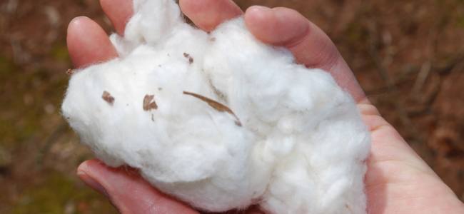Cotton for restuffing a sofa